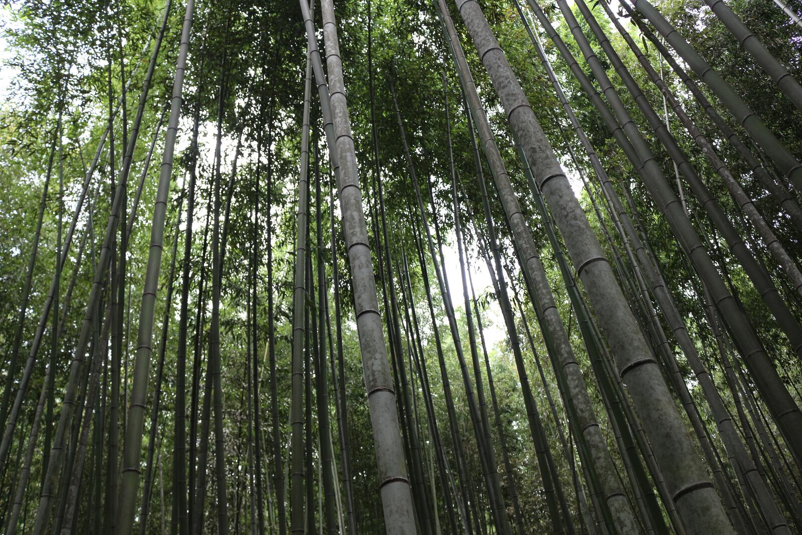 Wallpapers forest trunks of trees bamboo tree on the desktop