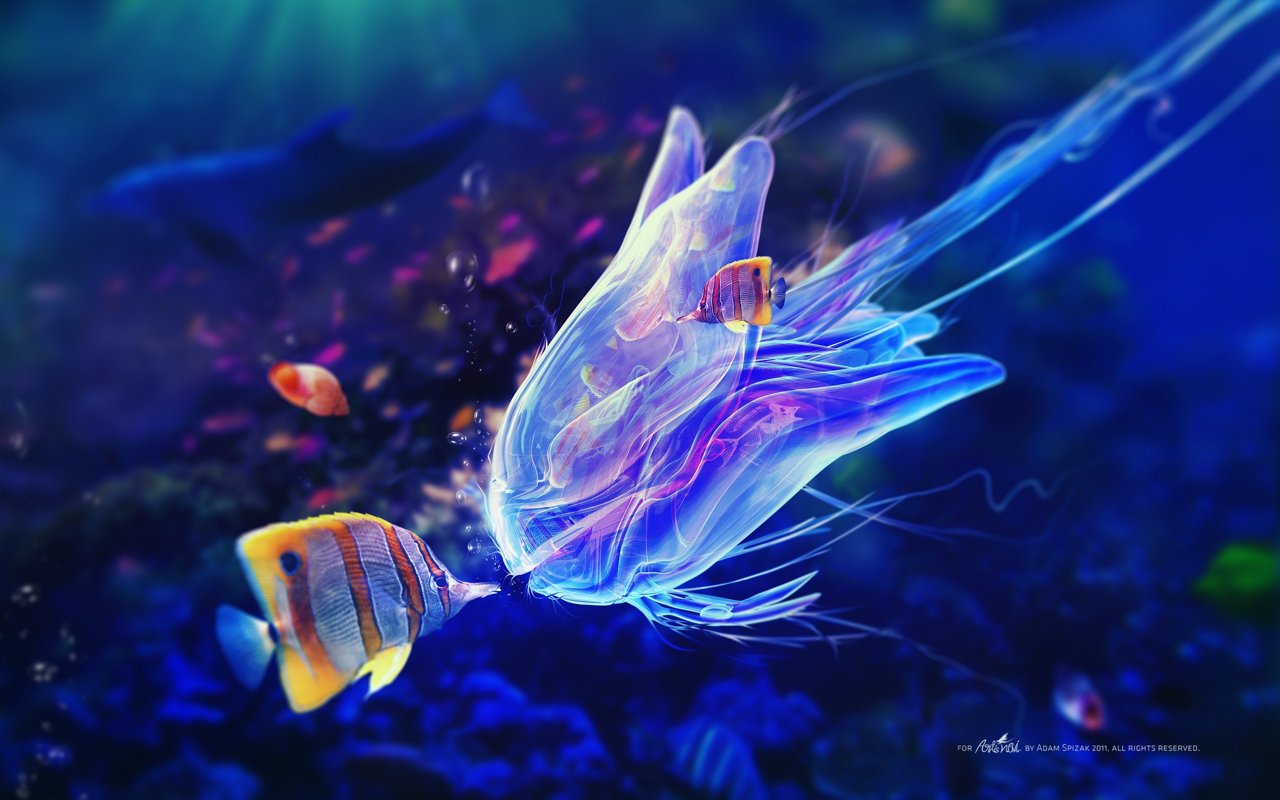 Wallpapers jellyfish fish colorful background on the desktop