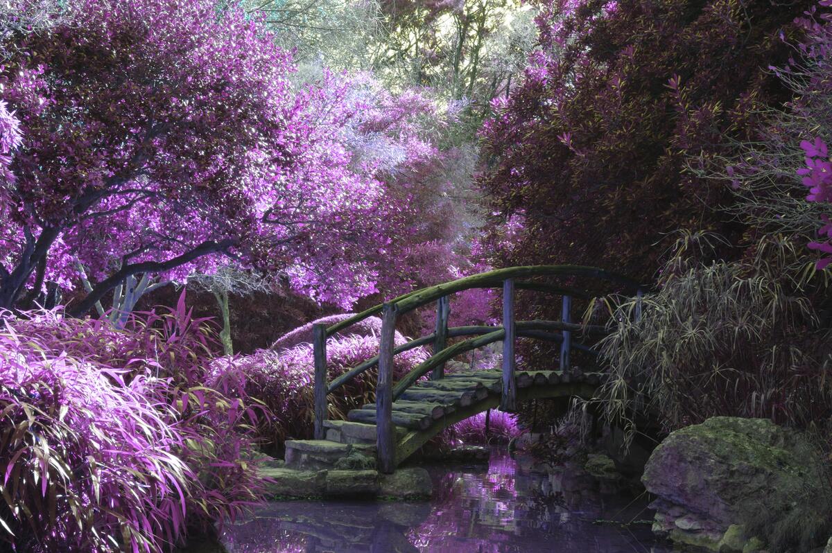 A wooden bridge in the forest with purple vegetation