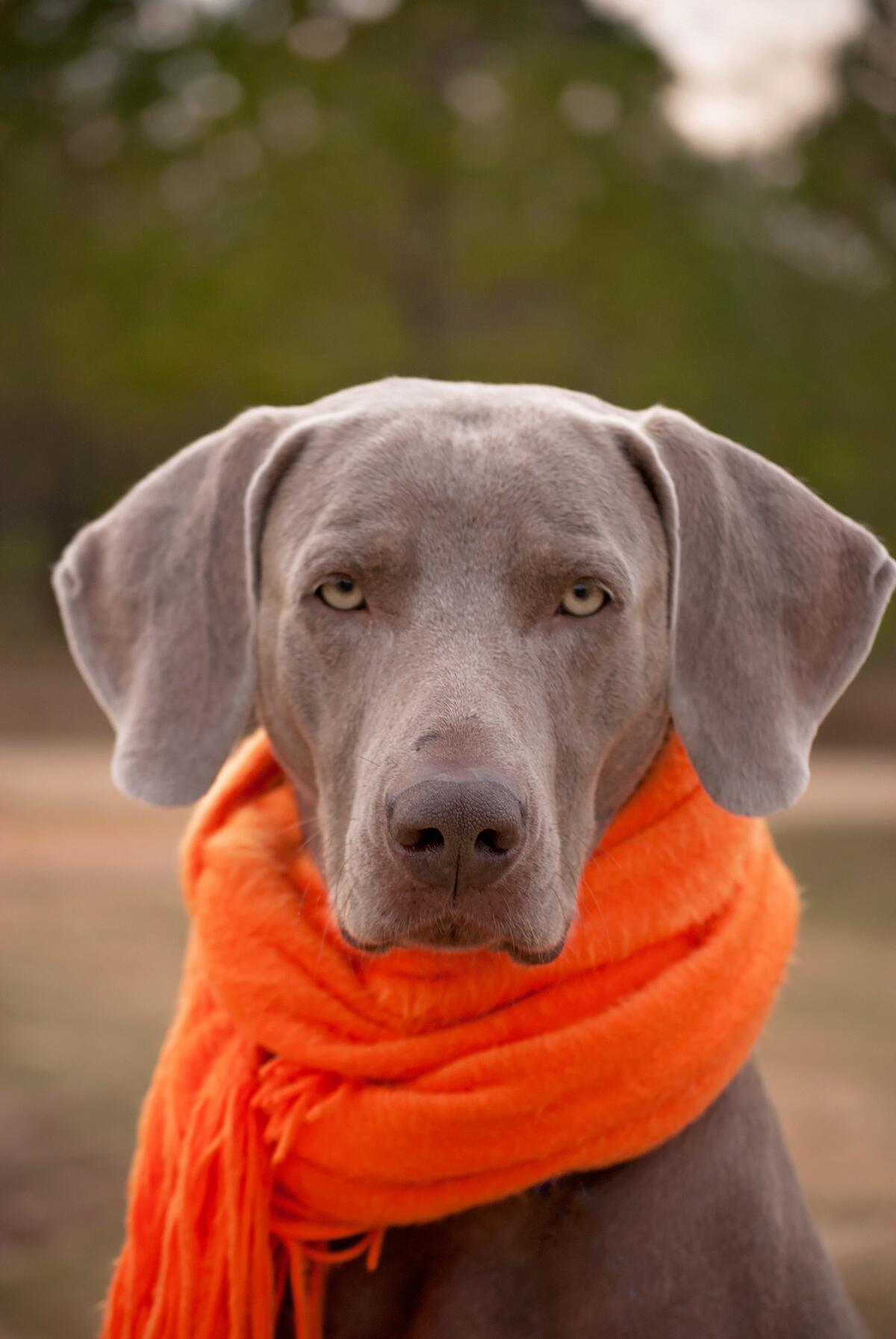 A lop-eared dog in an orange scarf.