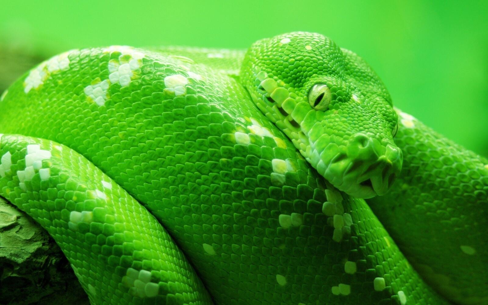 Обои змея зеленая пятна на рабочий стол