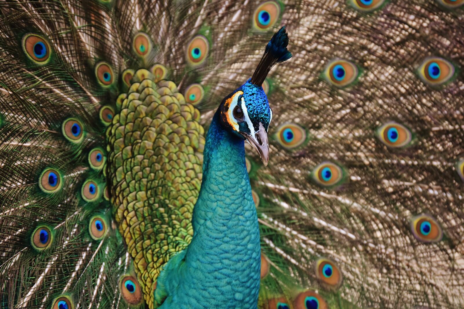 Wallpapers colorful peacock galliformes on the desktop