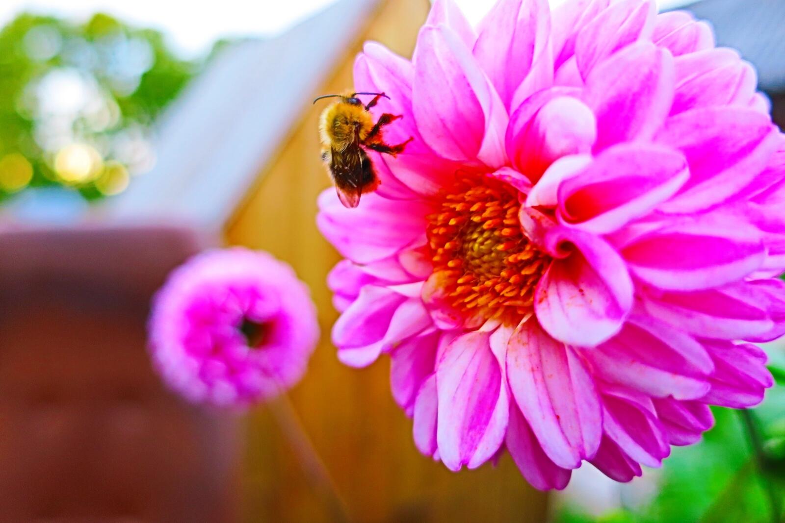 桌面上的壁纸粉红的花 蜜蜂 关闭