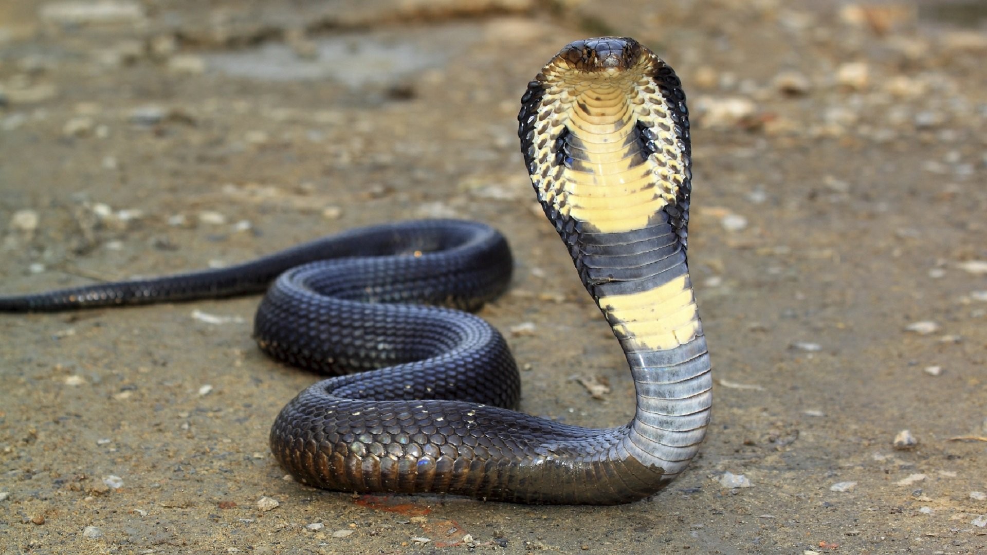 Фото бесплатно змея, дикая природа, гадюка