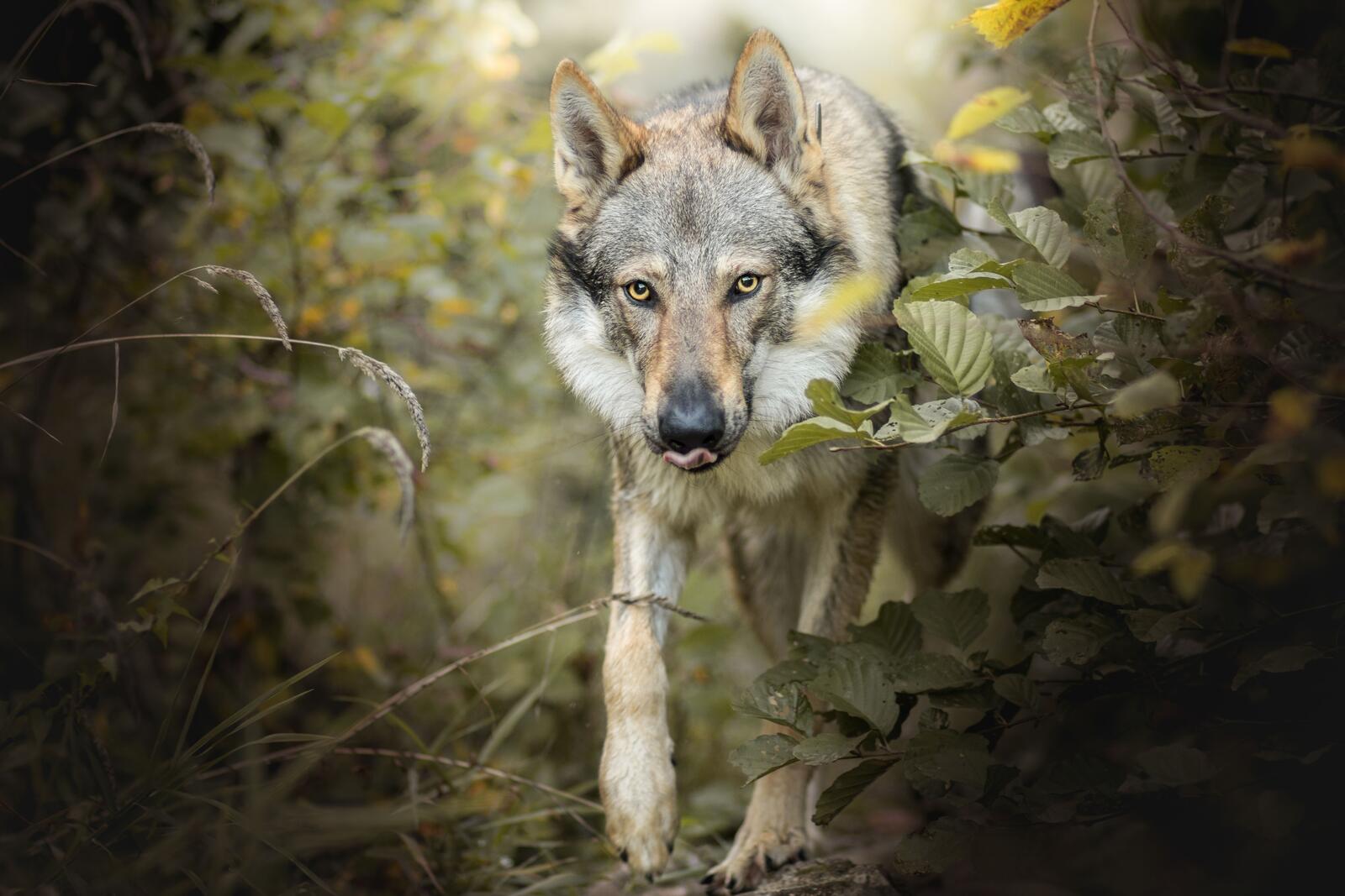 Wallpapers animal dogs wolf on the desktop