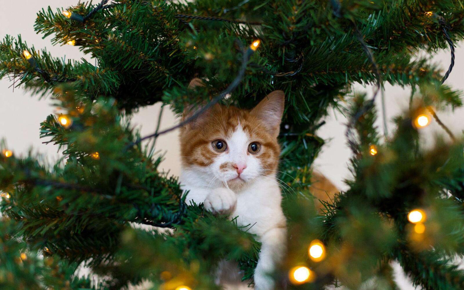 Wallpapers cat holiday christmas garland on the desktop