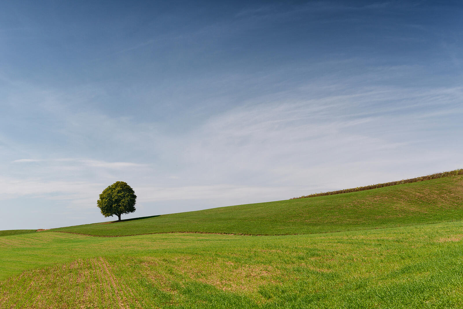 Wallpapers landscapes lawn lone tree on the desktop