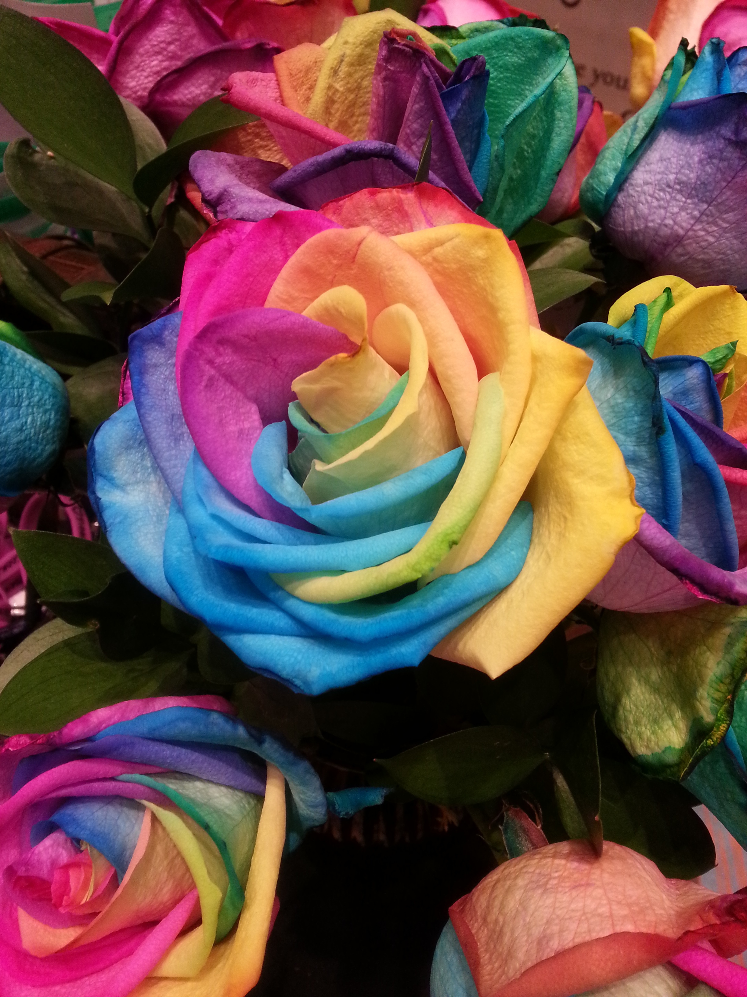 Обои роза радуга разноцветная на рабочий стол