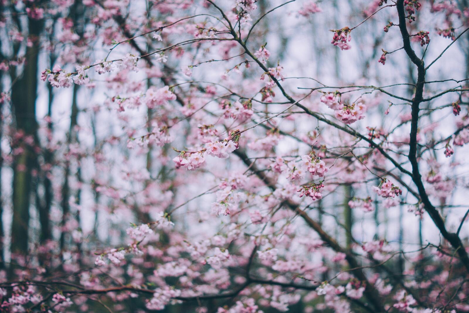 Обои обои цветущая сакура весна розовые цветы на рабочий стол