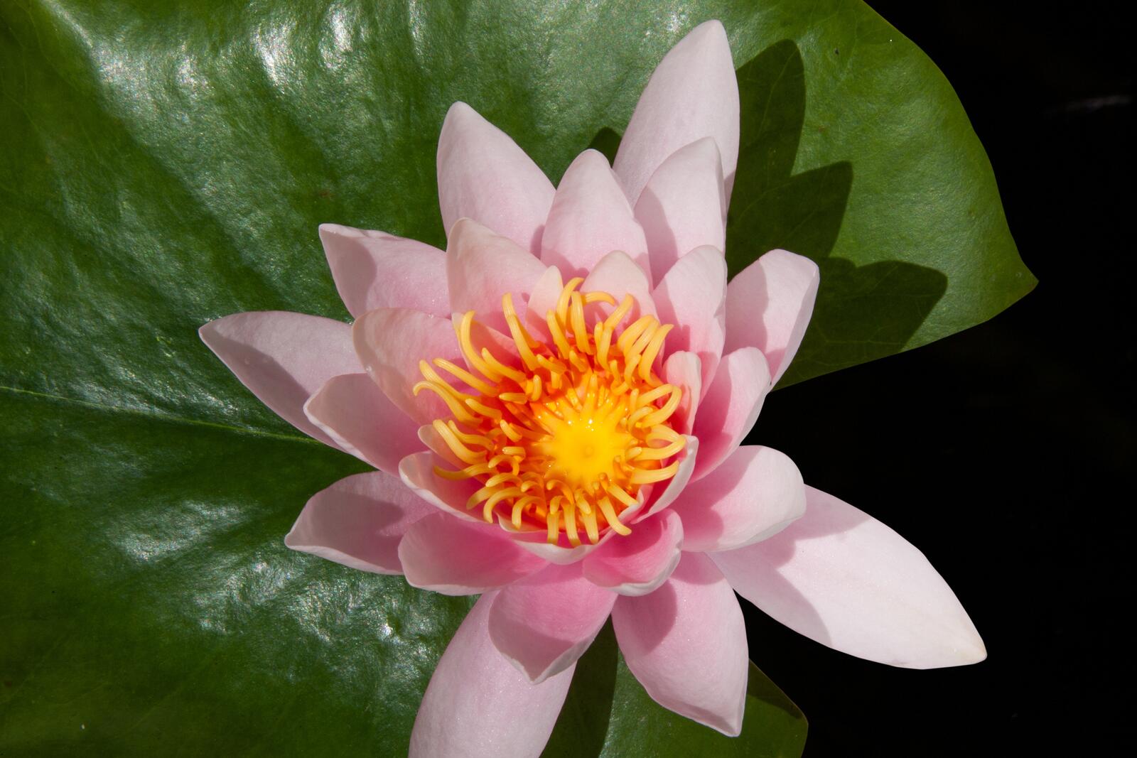 Free photo A pink lotus flower on a green leaf