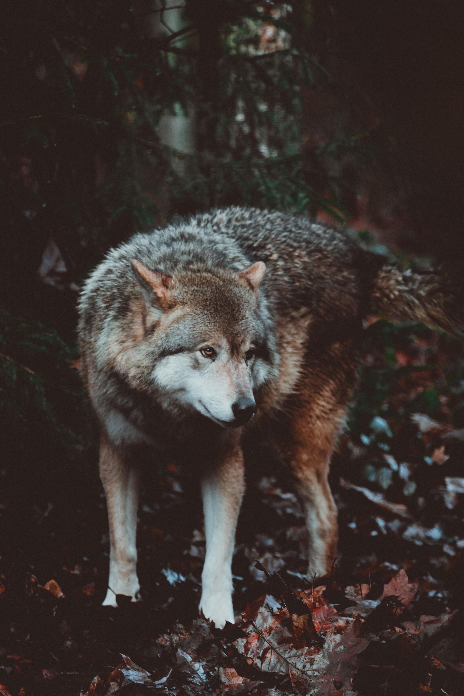Wallpapers wolf predator dog on the desktop