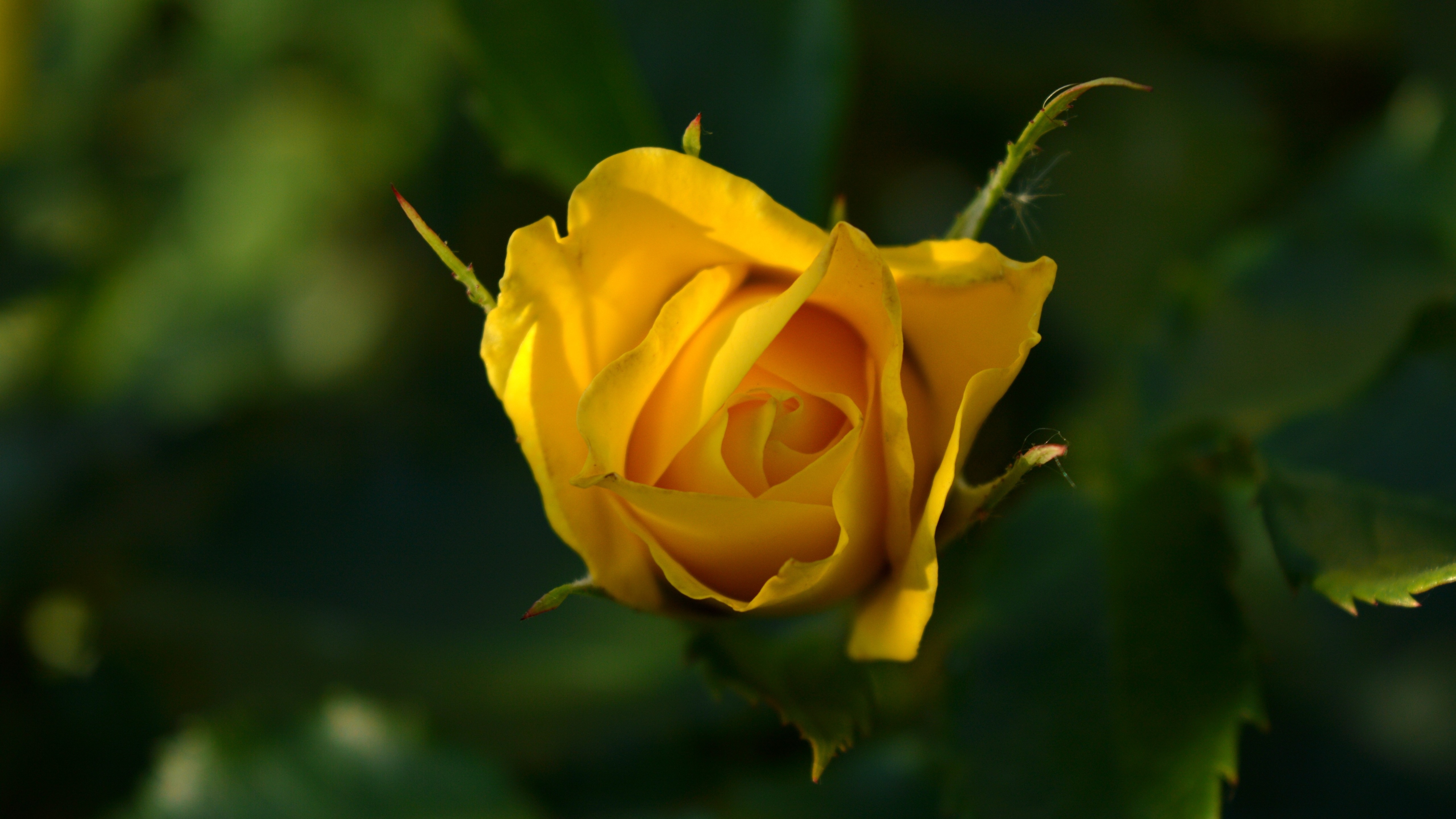 Wallpapers yellow rose petals leaves on the desktop