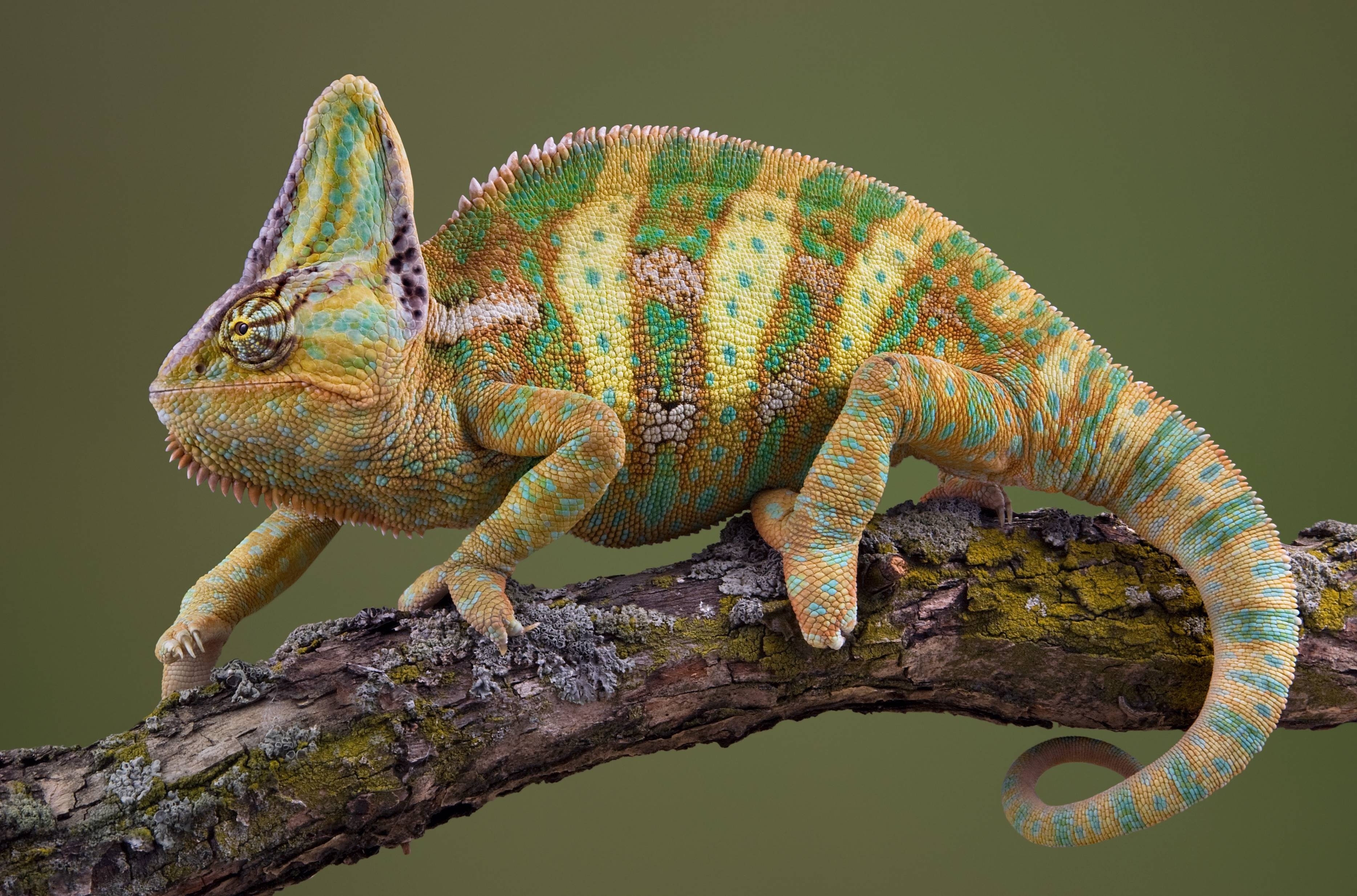 Wallpapers reptile chameleon wood on the desktop