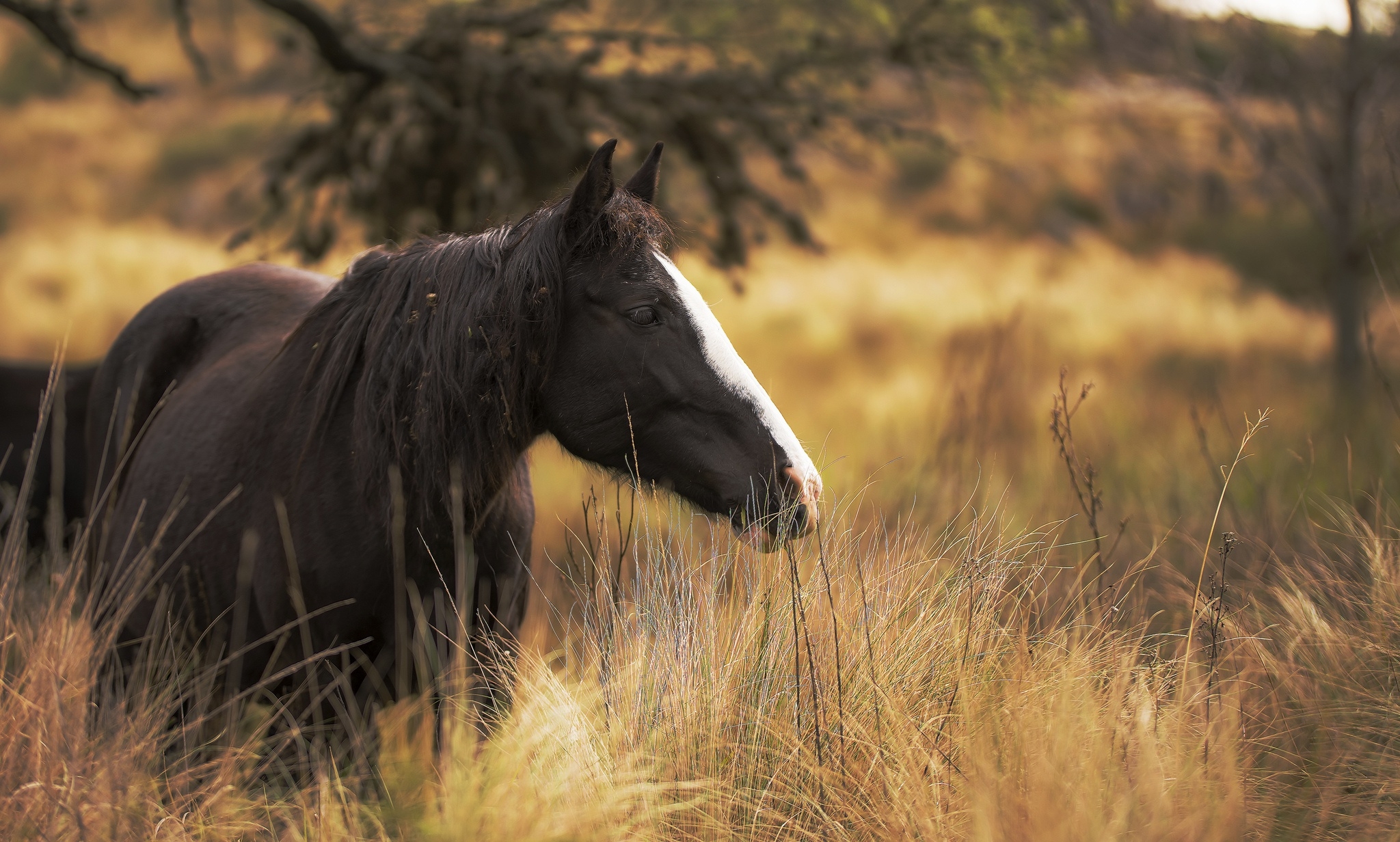 Wallpapers horse profile view field on the desktop