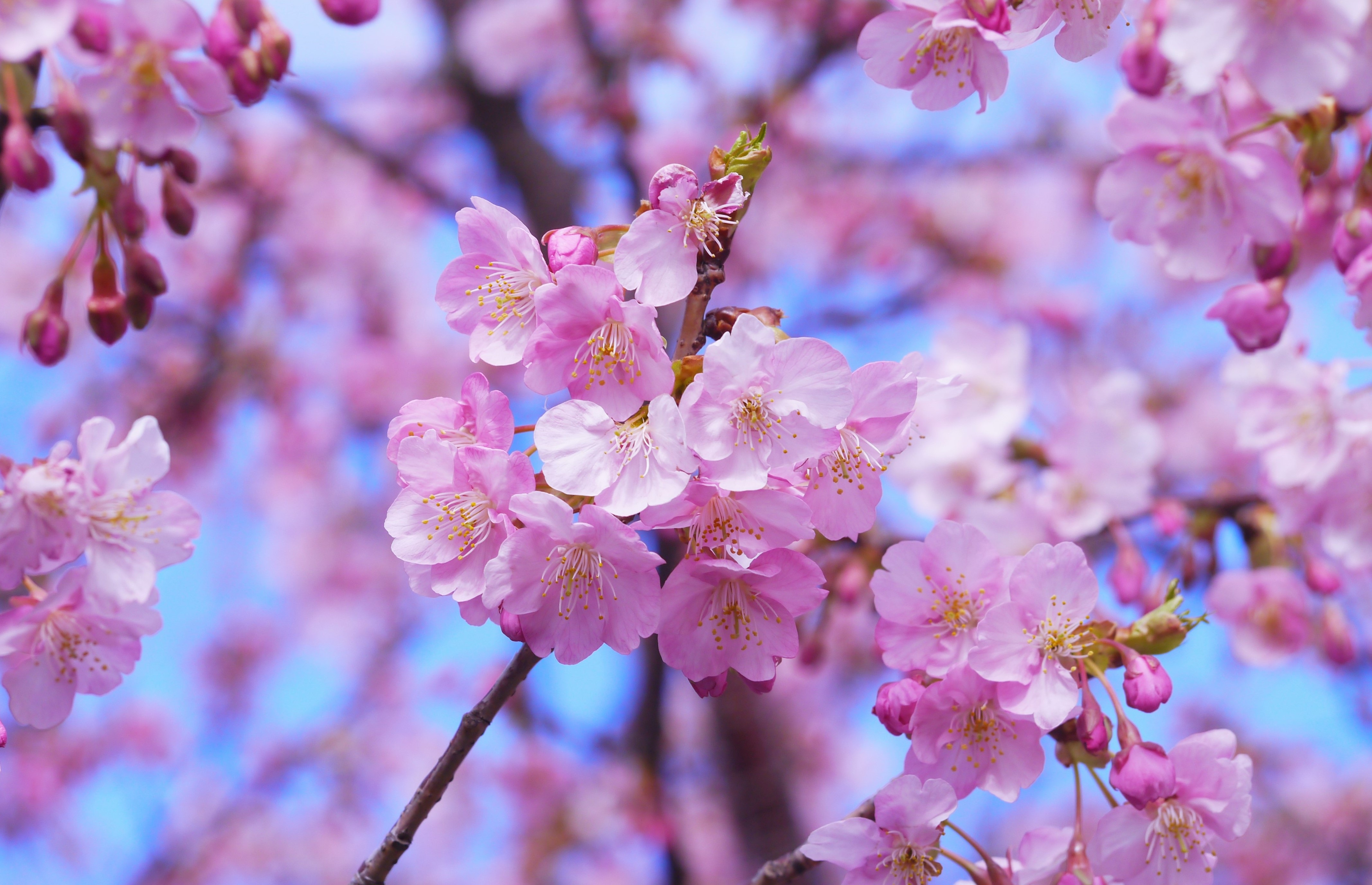 spring · free photo