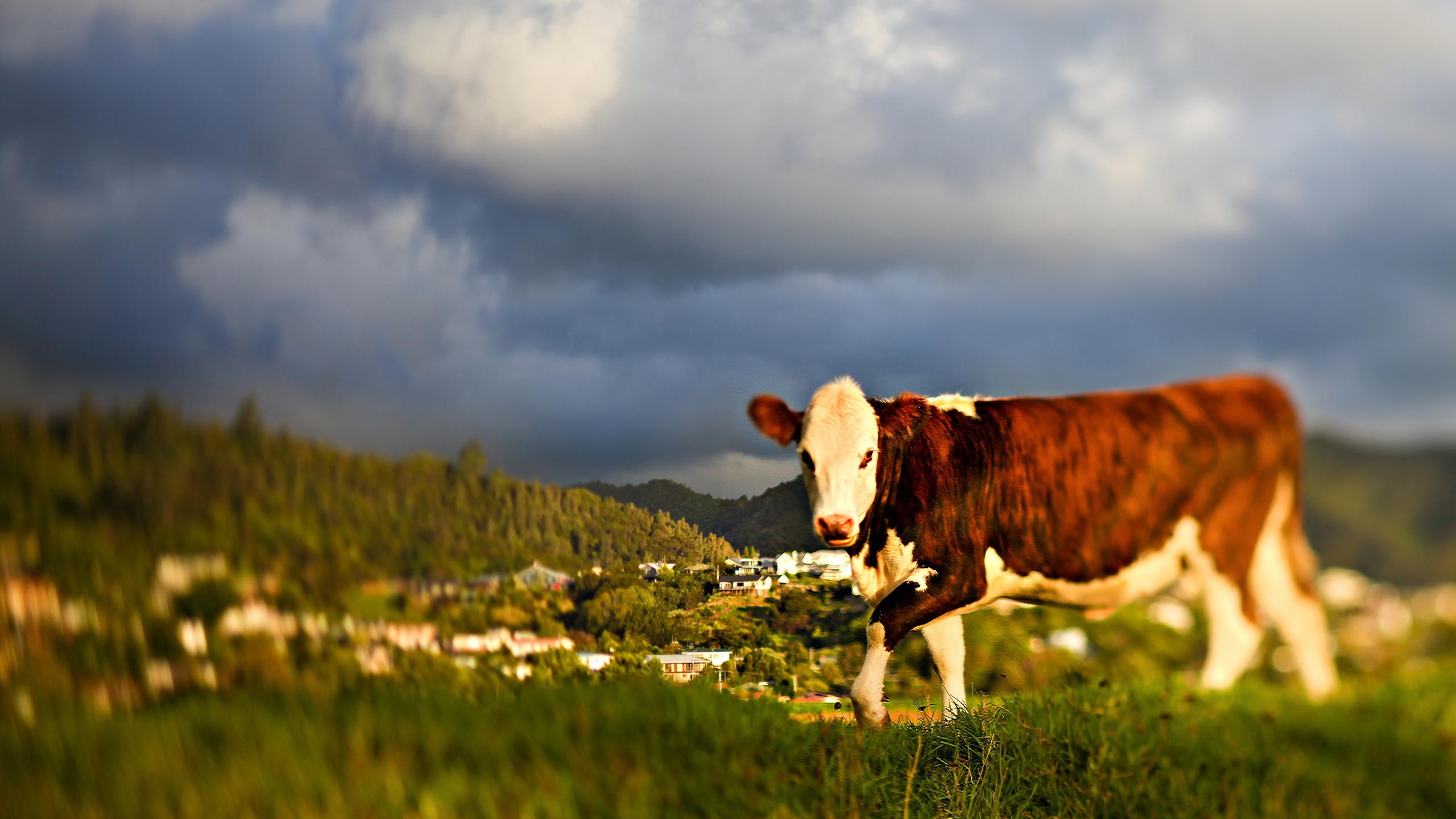 Фото бесплатно корова, трава, небо