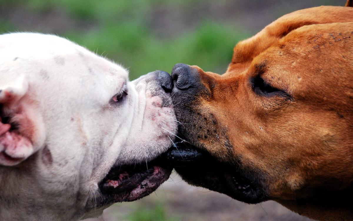 Два пса целуются