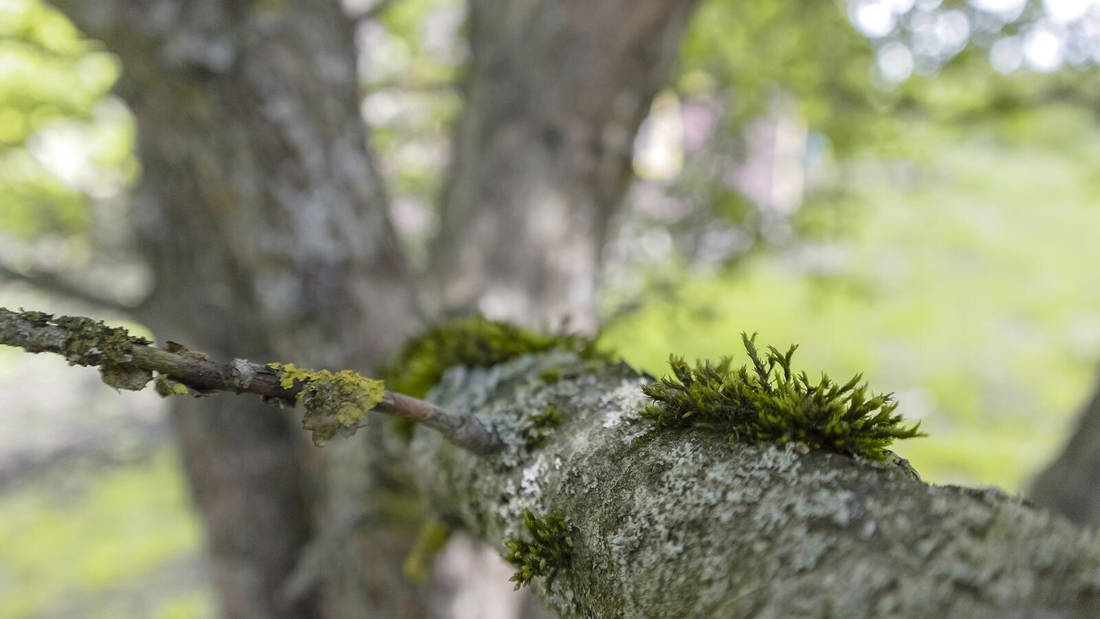 Wallpapers moss tree bark branch on the desktop