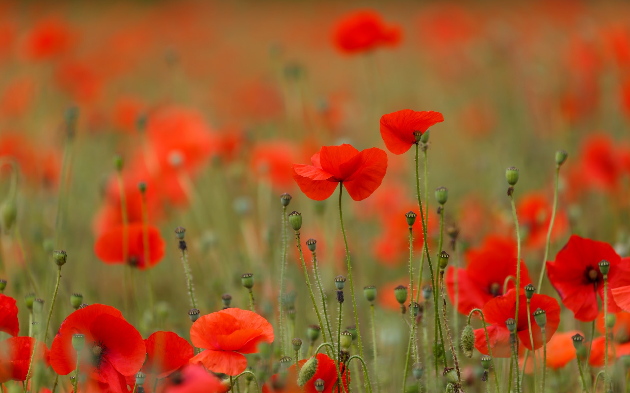 Photo free poppy, buds, wallpaper red flowers