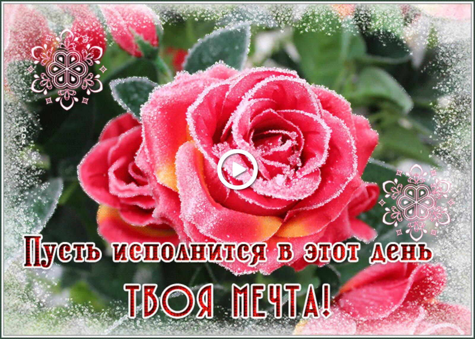 A postcard on the subject of may your dream come true roses red rose for free