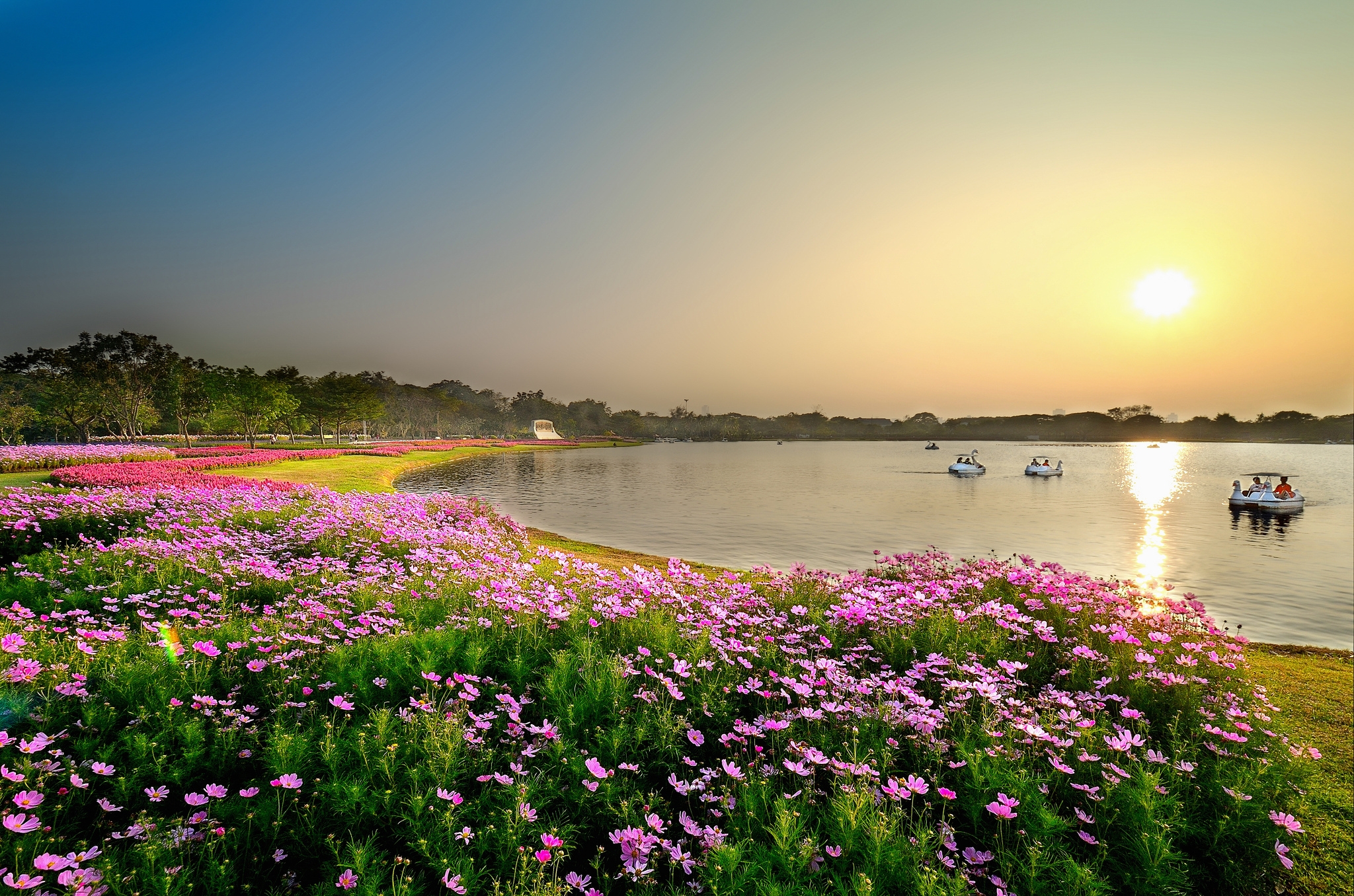 Фото бесплатно обои цветы, закат, озеро