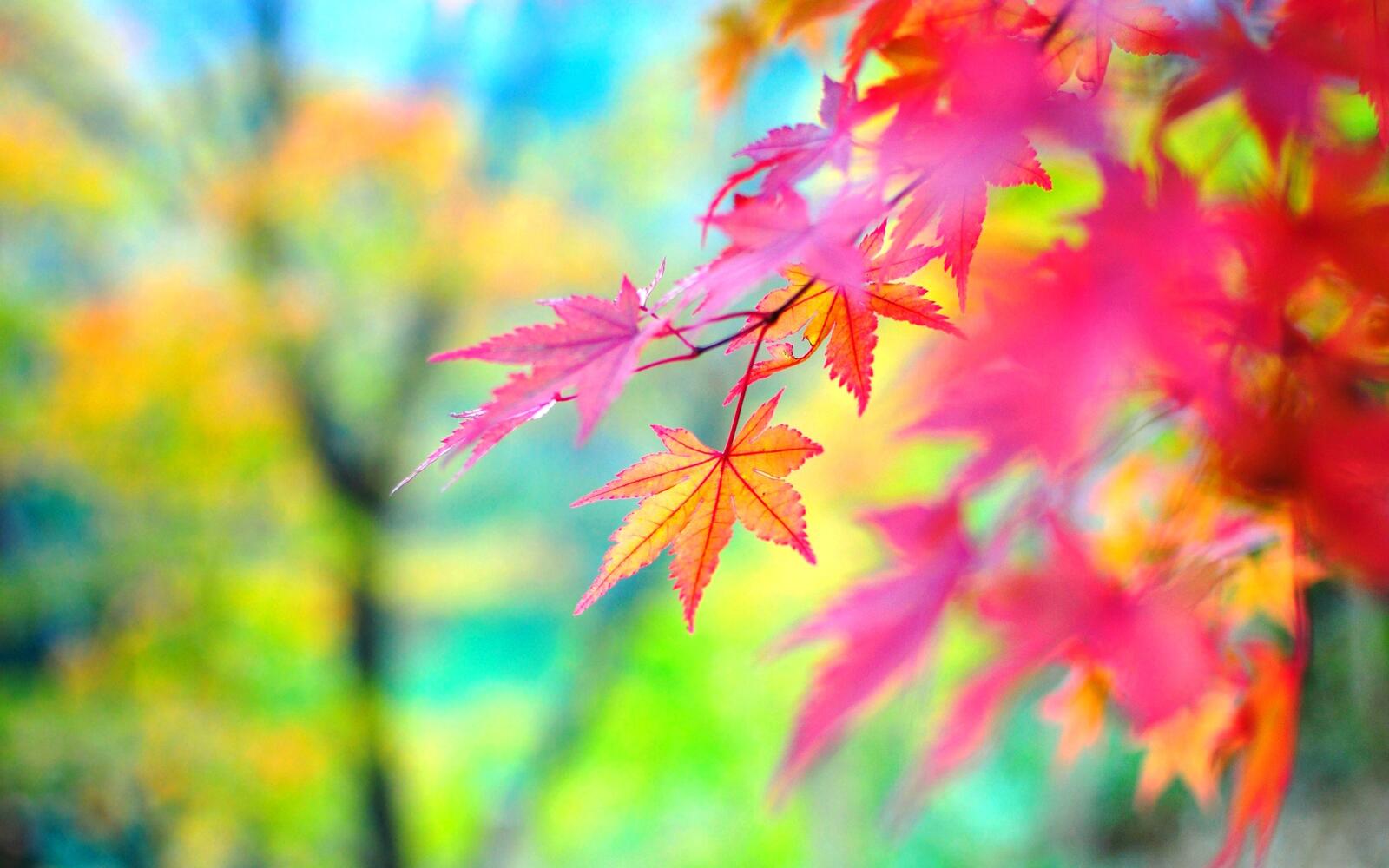 Бесплатное фото Красные листья на ветке дерева