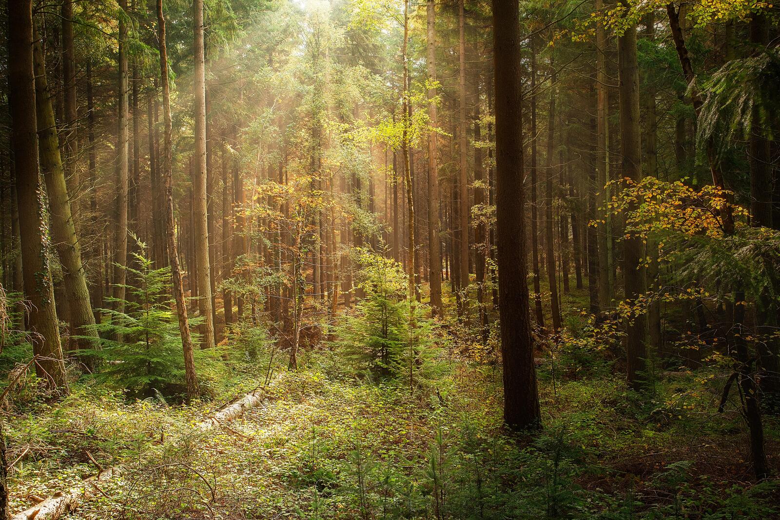 Wallpapers trees coniferous forest sun rays on the desktop