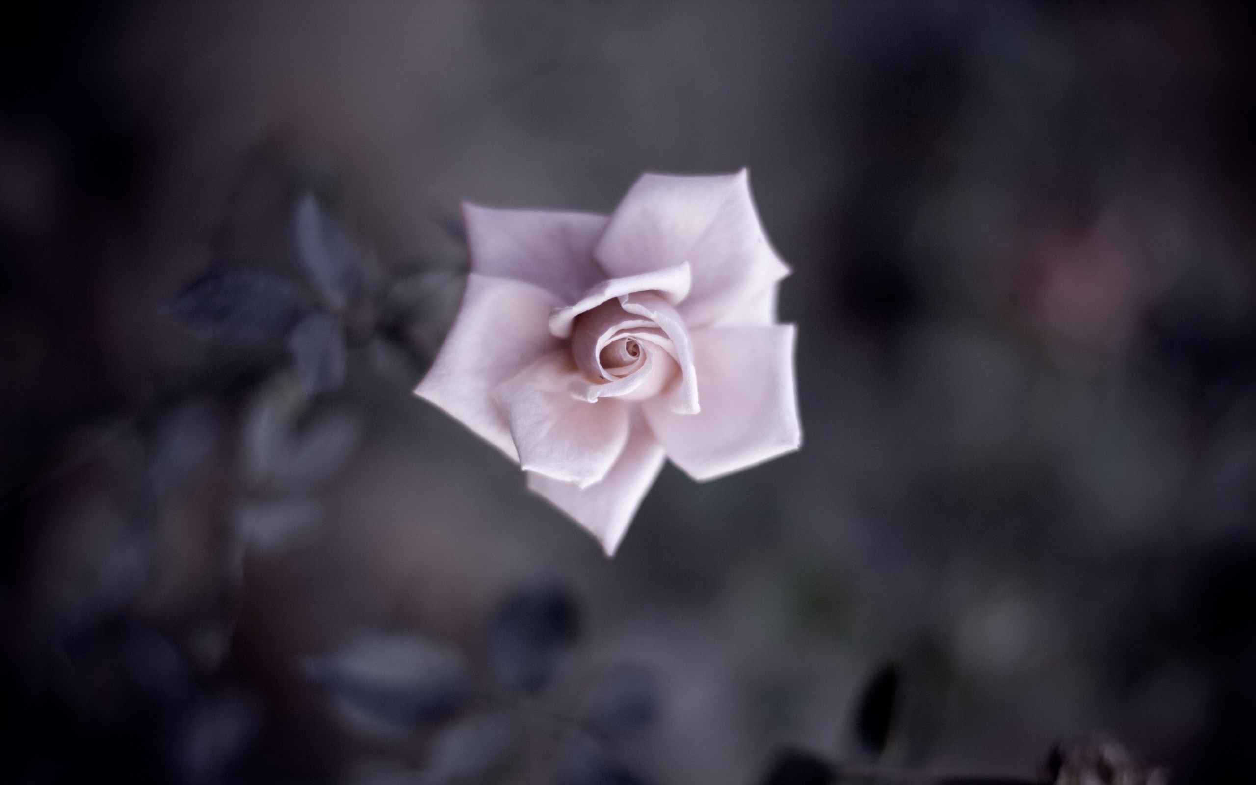 桌面上的壁纸花瓣 鲜花 白玫瑰