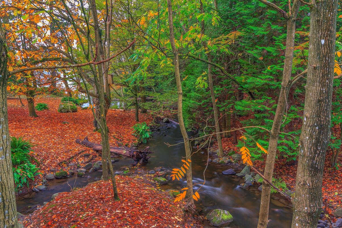 秋日森林中的河流交汇处