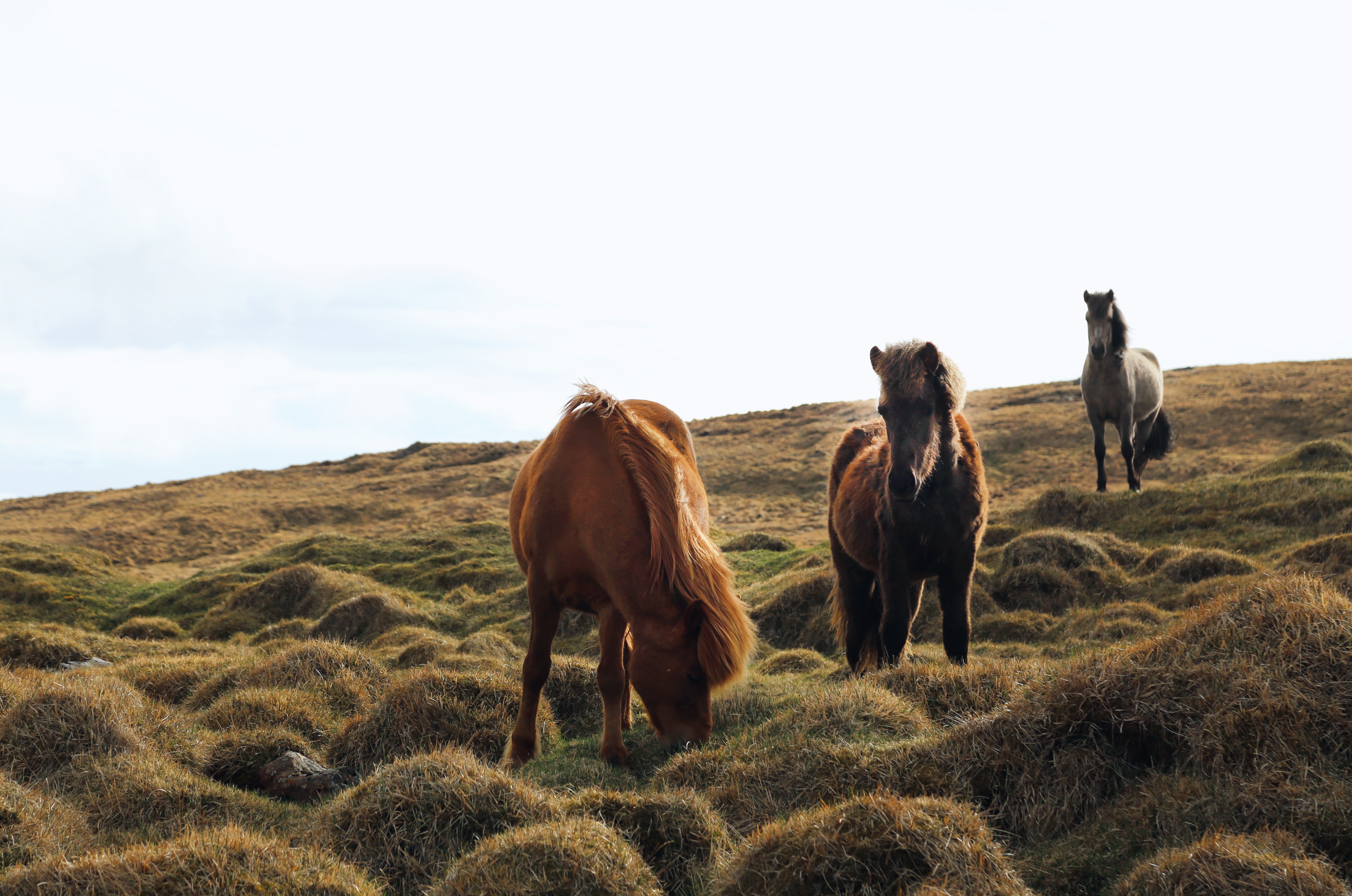 Wallpapers horse flock mare on the desktop
