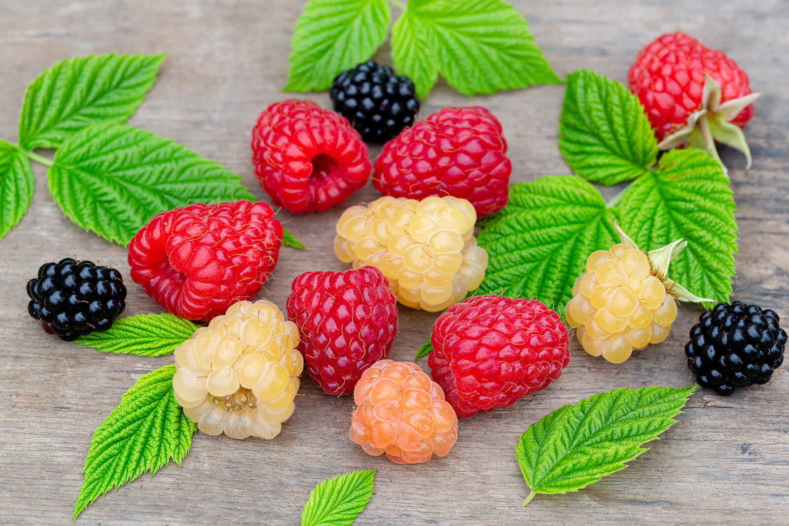 Free photo Raspberry and blackberry berries