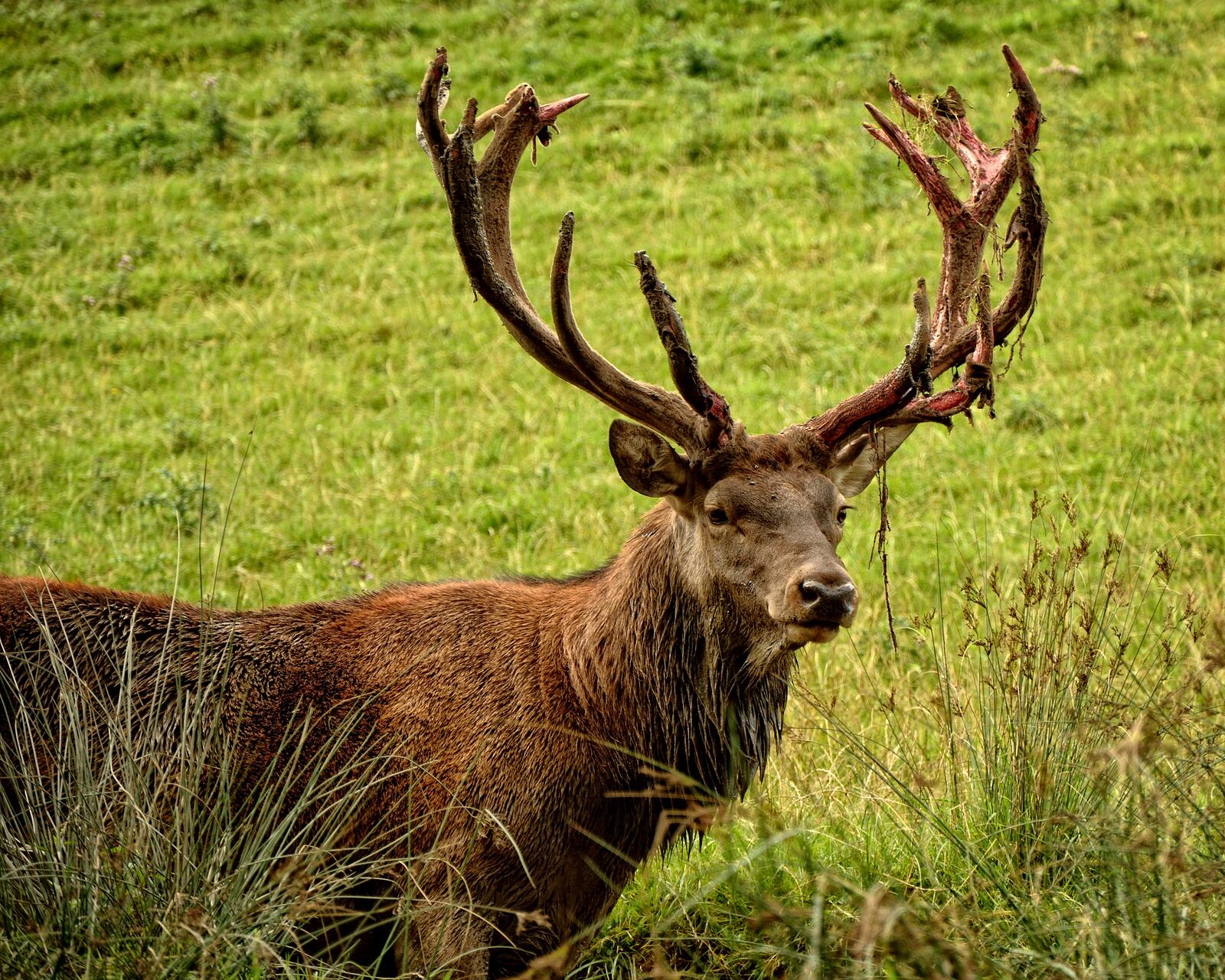 Free photo Horned stag