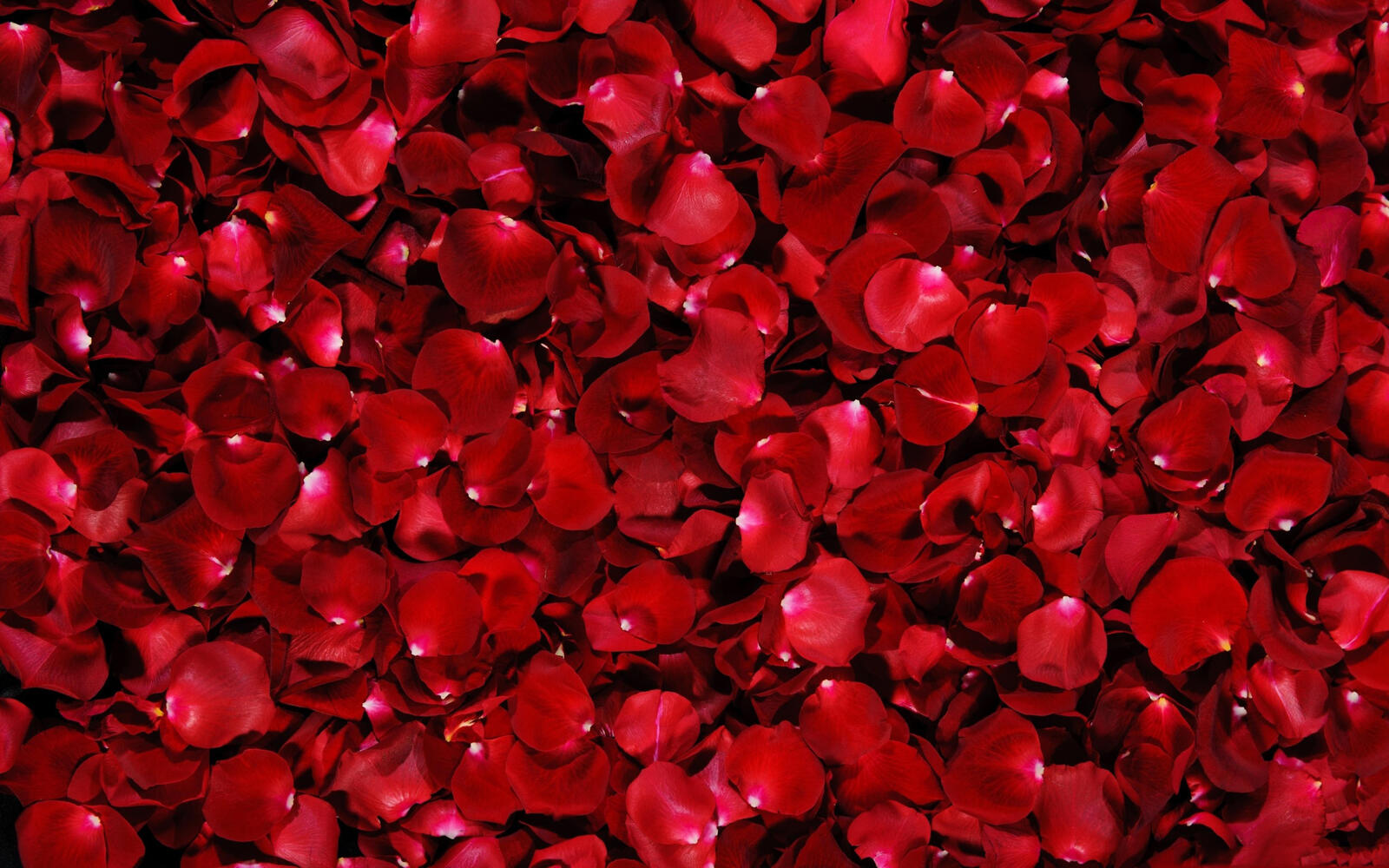 桌面上的壁纸红色 玫瑰花瓣 玫瑰