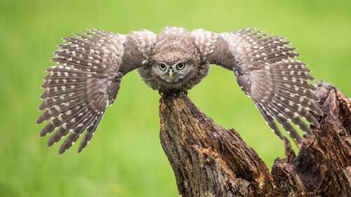 An owl flaps its wings before taking off.