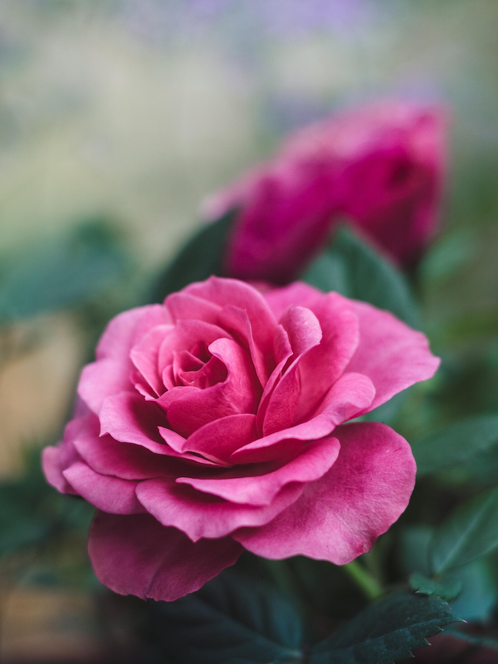 Обои обои розовая роза макро цветы на рабочий стол