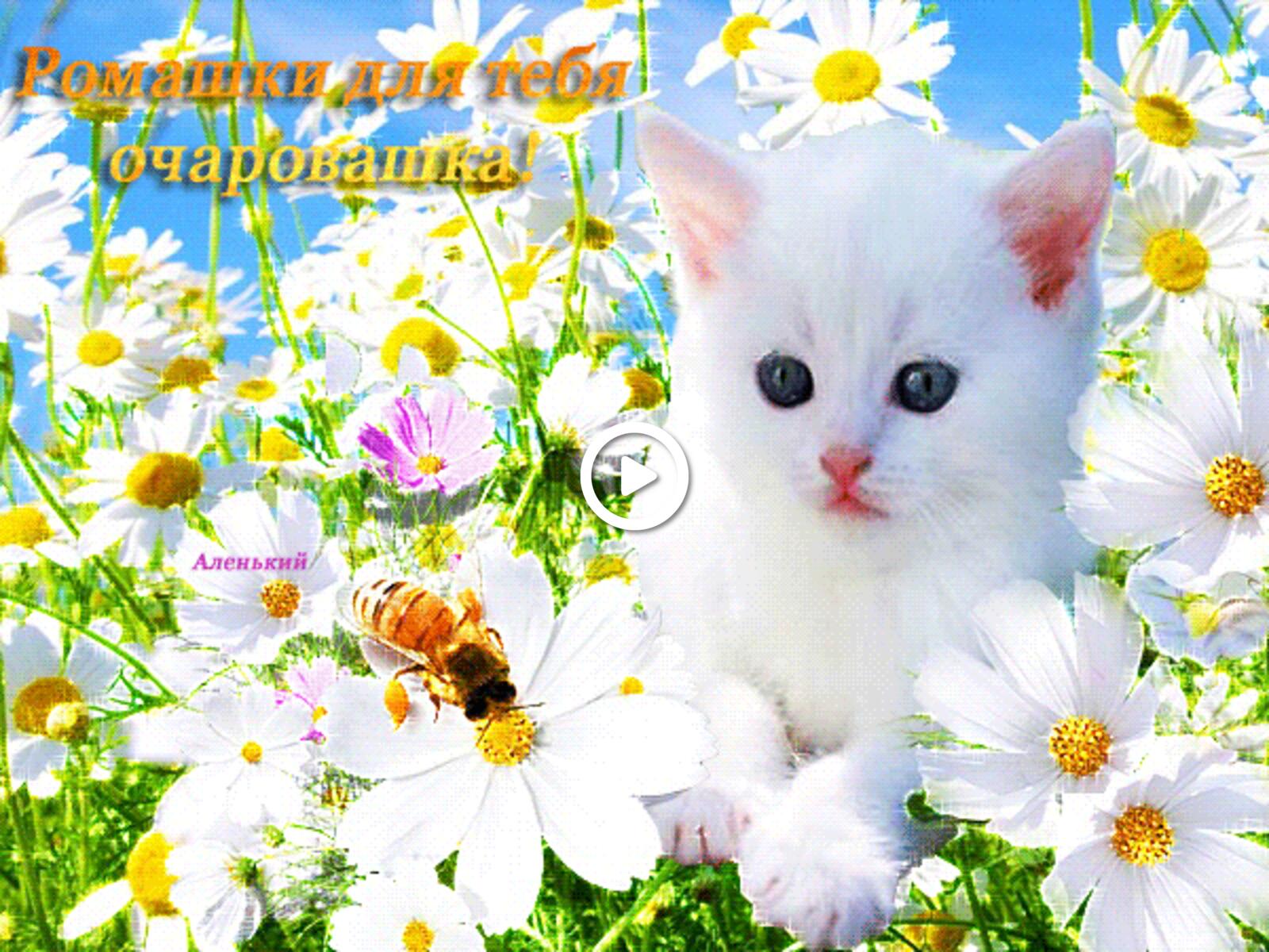 A postcard on the subject of chamomile kitten daisies for charming for free