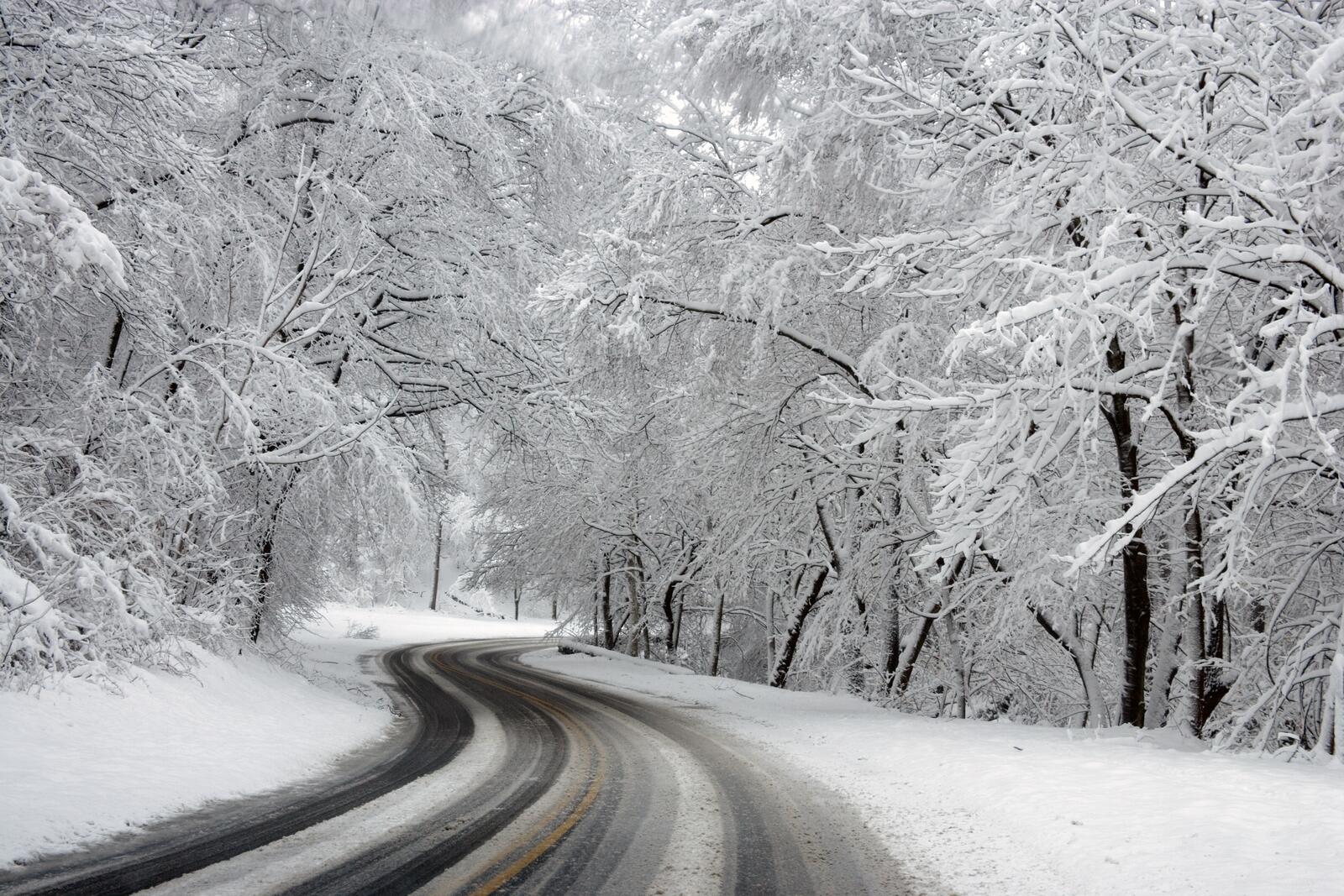 Бесплатное фото Зимняя дорога в лесу в теплую погоду