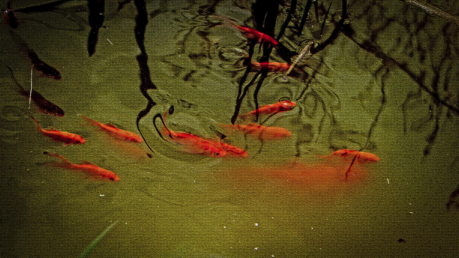 Бесплатное фото Прудовые золотые рыбки.