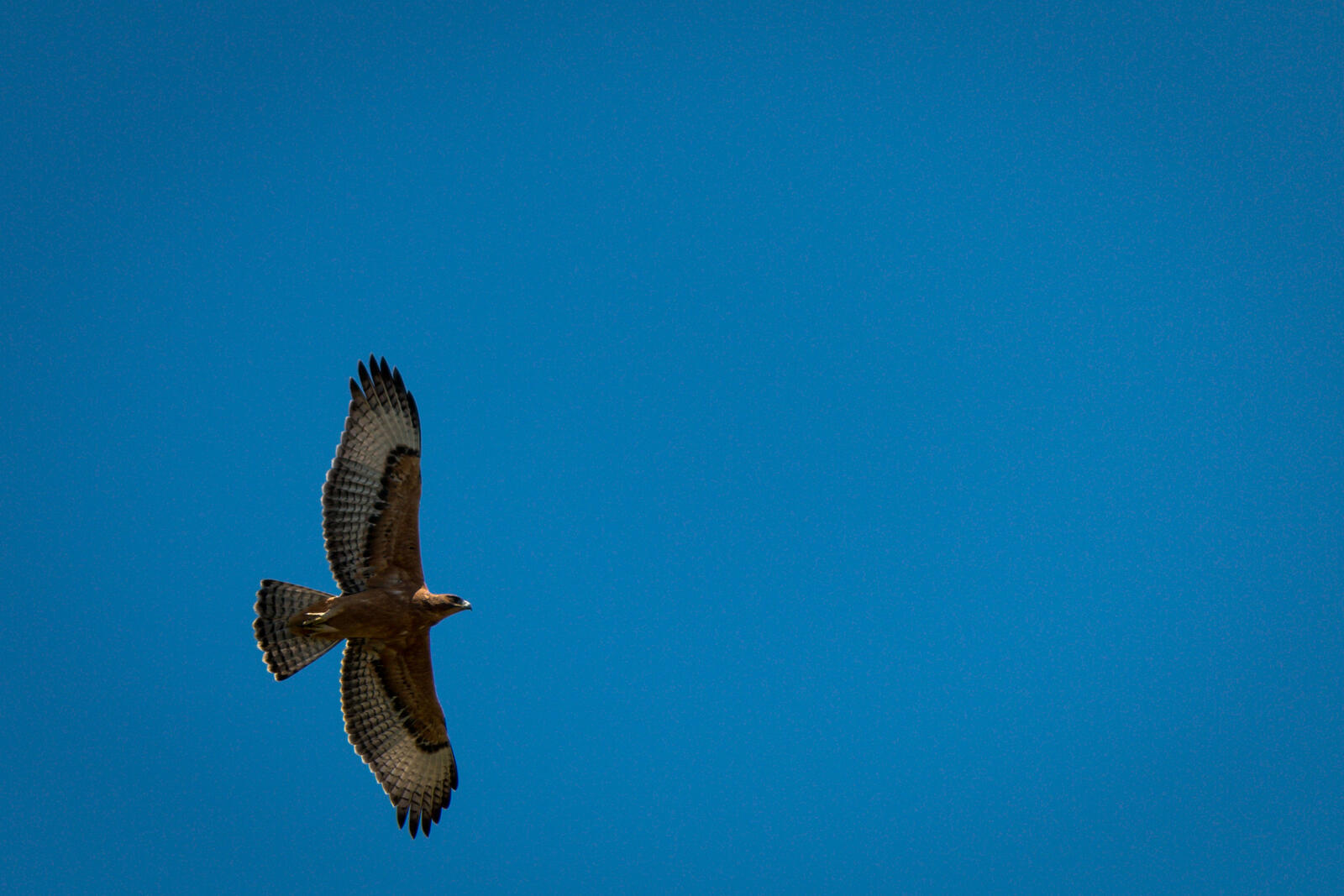 Бесплатное фото Орел в небе