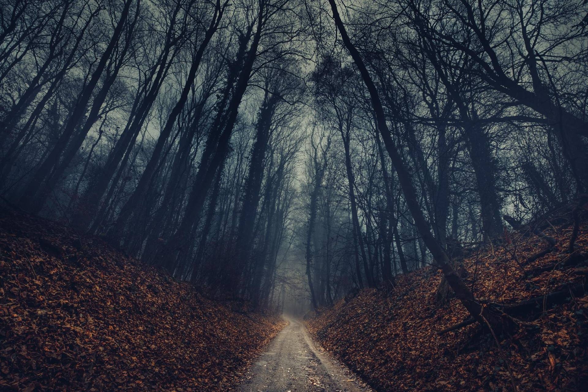 免费照片一条通往秋天阴郁森林的道路。