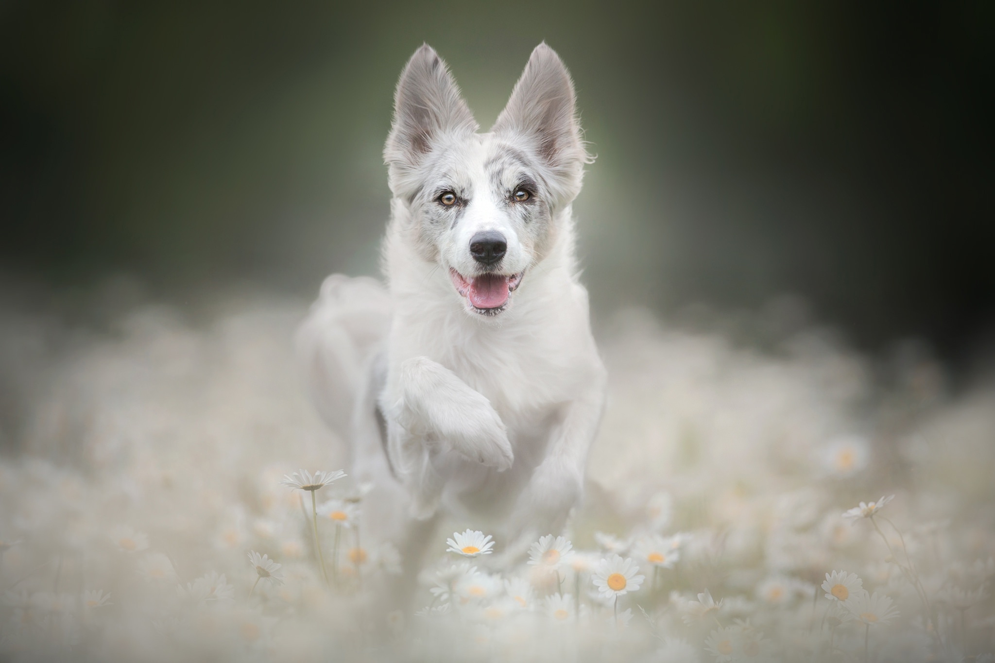 Фото бесплатно белая собака, бежит, озорной