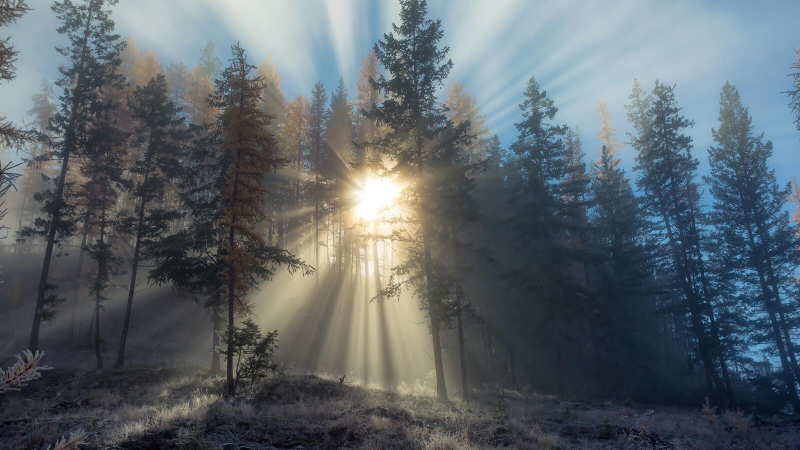 Обои туманный лес деревья солнечные лучи на рабочий стол