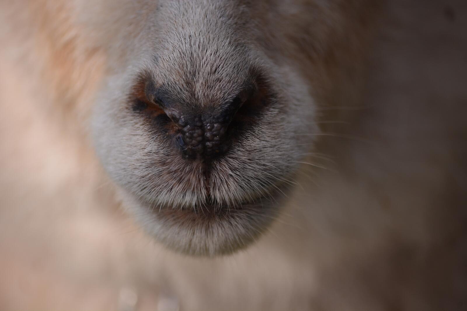 Wallpapers muzzle macro sheep nose on the desktop