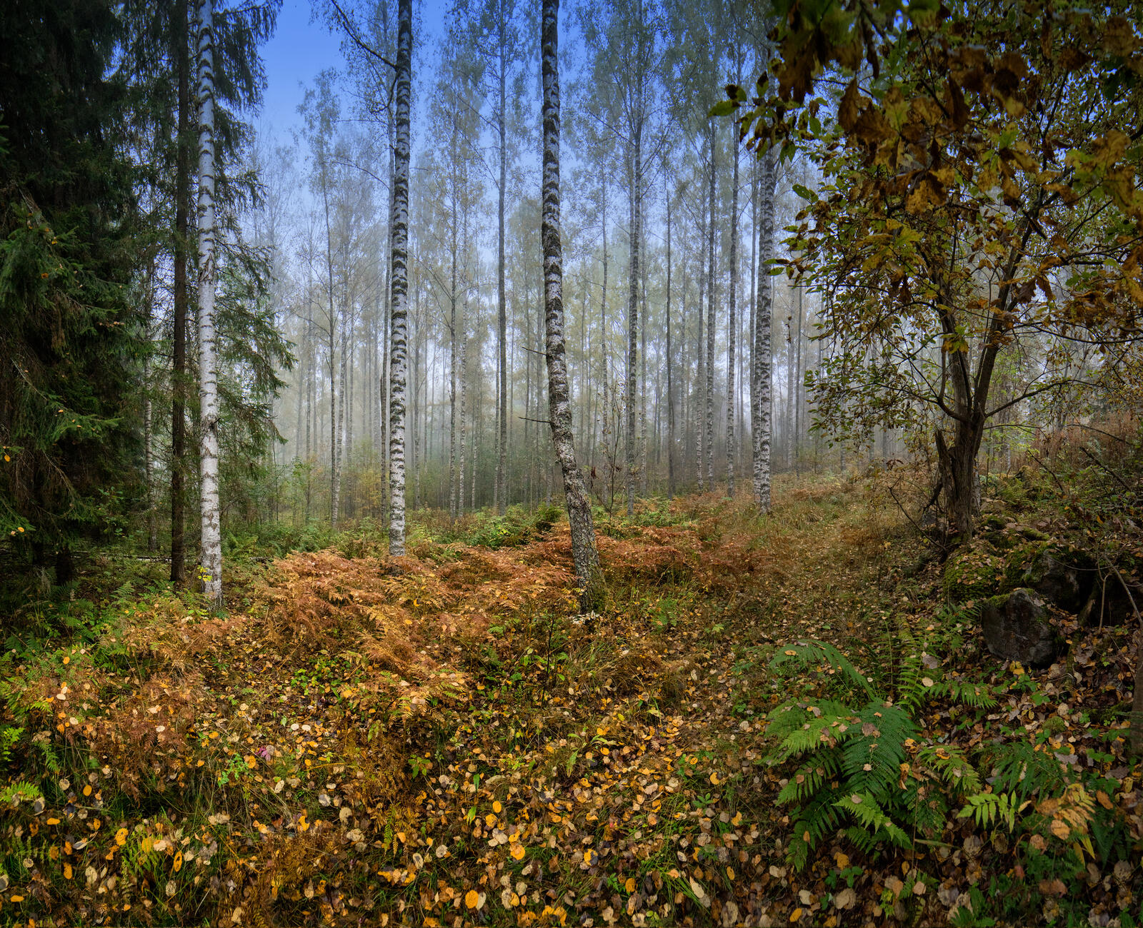 Wallpapers autumn forest birches on the desktop