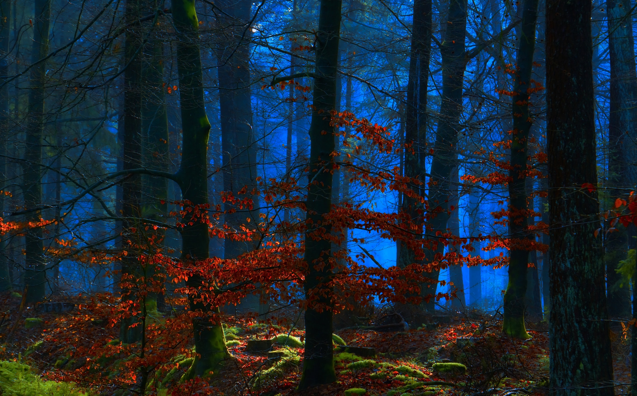 Осенний лес в сумерках