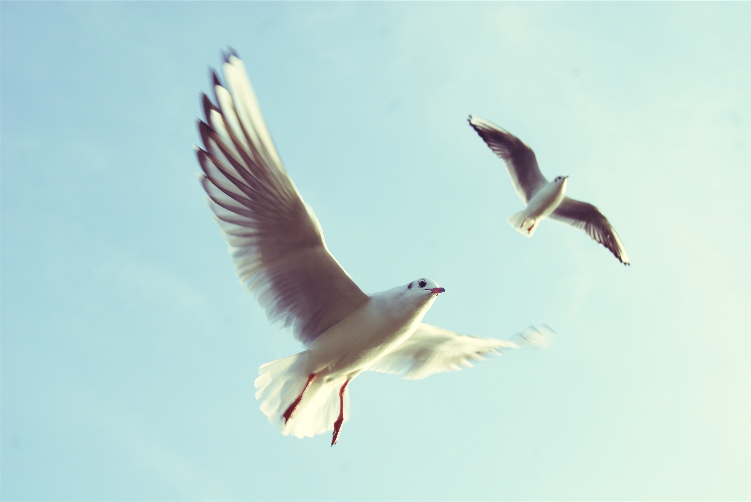Фото море, природа, птица, крыло, морская птица, летать, движения, дикая природа, чайка, клюв, полет, свободу, движение, птицы, чайки - бесплатные картинки на Fonwall