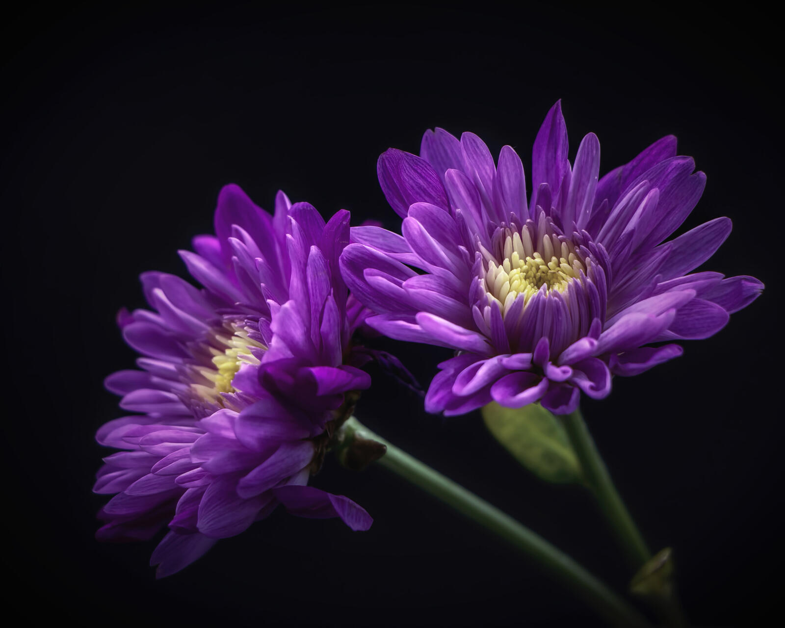 Wallpapers flowers asters black background on the desktop