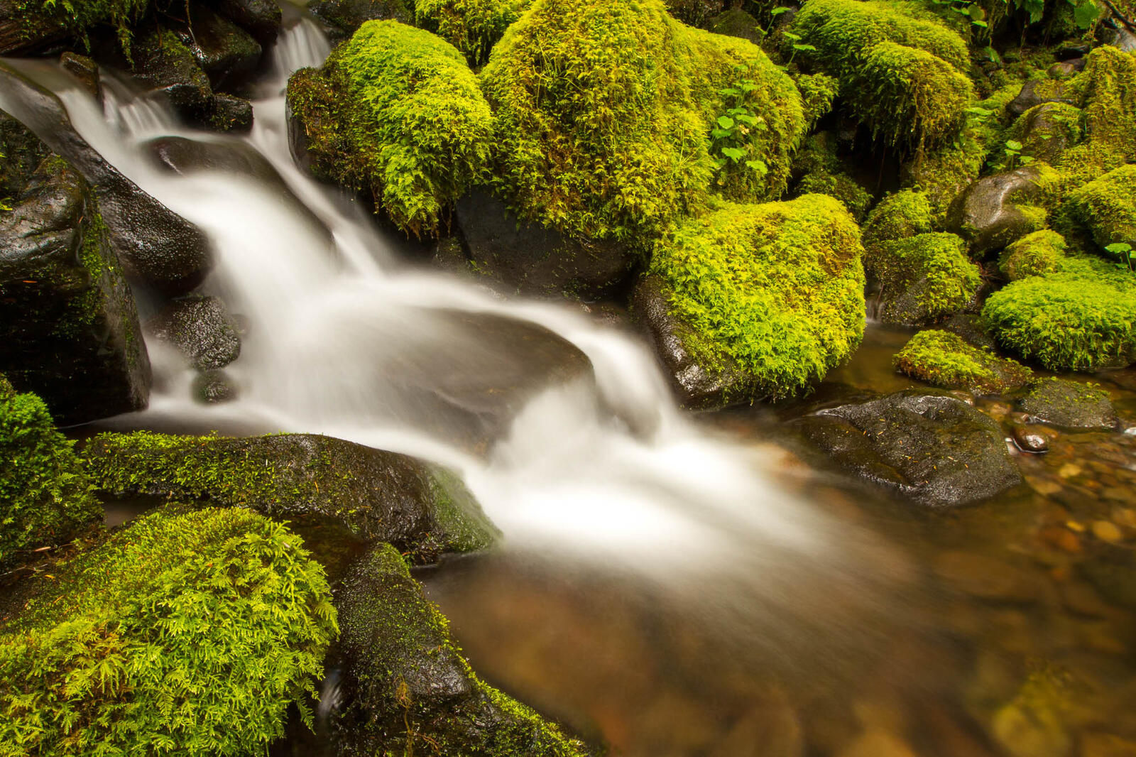 Wallpapers tropical forest stream green on the desktop