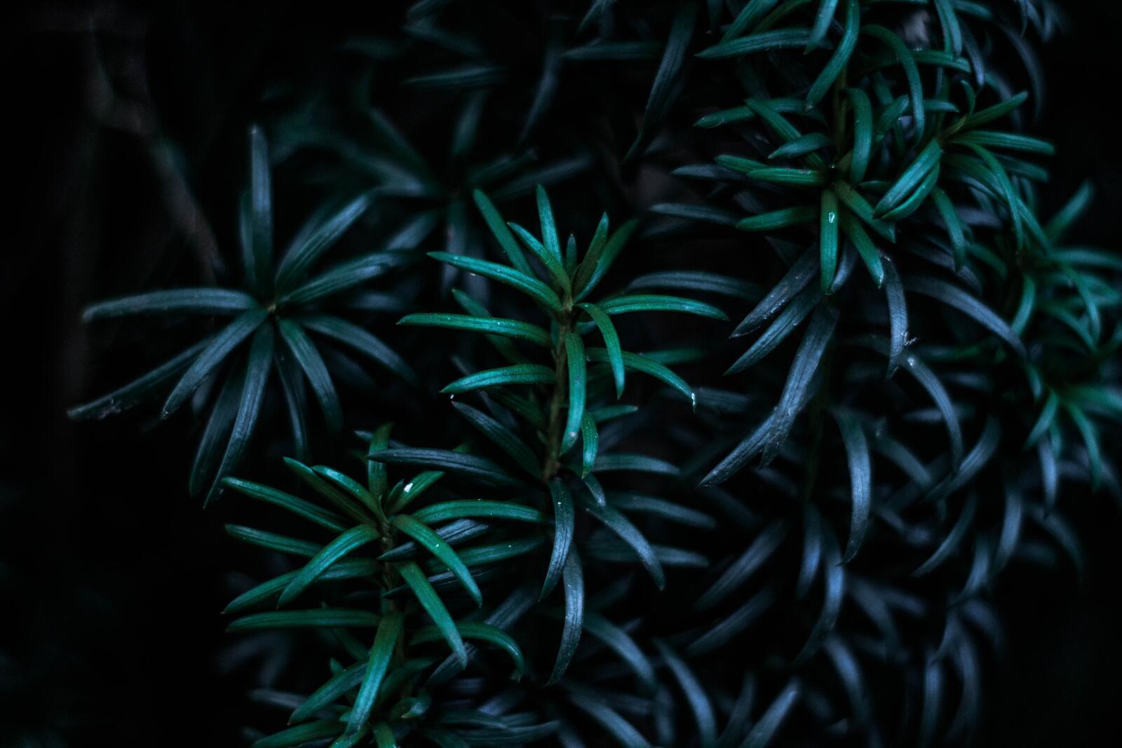 Wallpapers leaves branches dark on the desktop