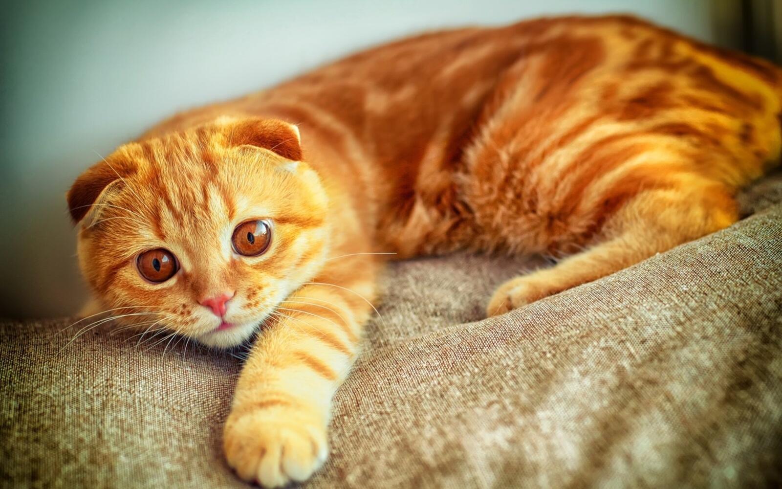Обои лежа оранжевый кот милые домашние животные на рабочий стол